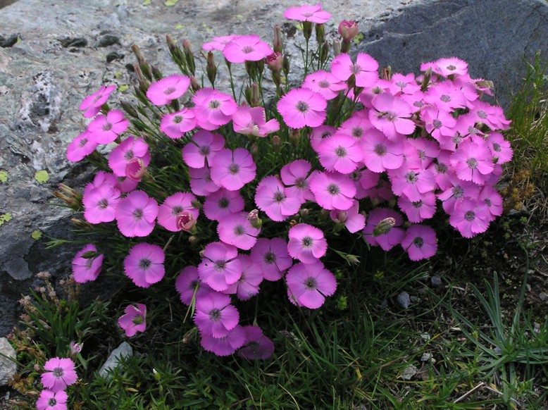 cartolina dalla Val Maira: Dianthus pavonius